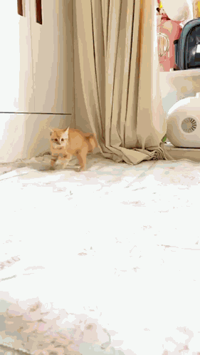 Crabcat Cat Attack GIF