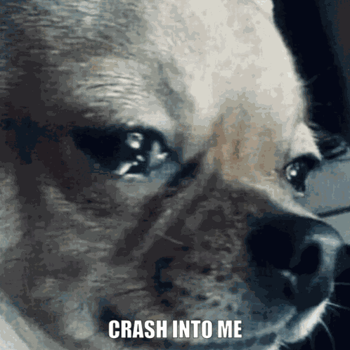 Crash Gif GIF