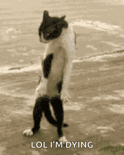 Crazy Cat Dancing Dance Moves GIF