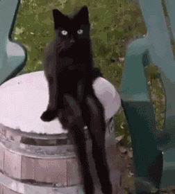 Creepiest Black Cat Ever! Happy Halloween GIF