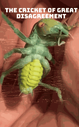 Cricket Disagreement GIF