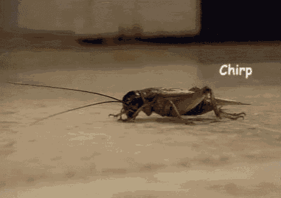 Cricket GIF