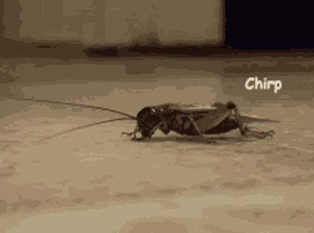 Crickets Silence GIF