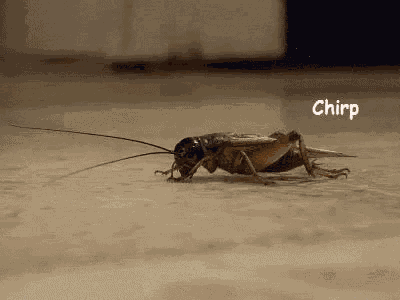 Crickets GIF