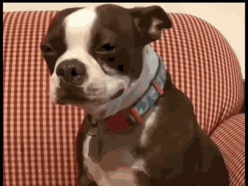 Criying Dog Sad GIF