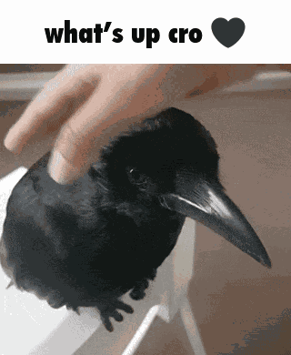 Cro Crow GIF