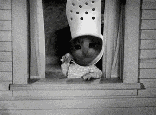Croc Cat Croccat GIF