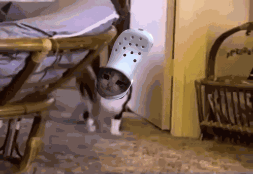 Croc Croc Cat GIF