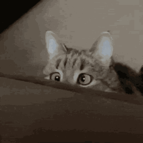 Cross Eyed Cat GIF