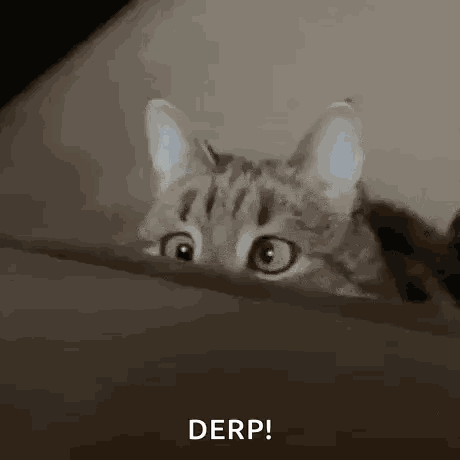 Cross Eyed Cat GIF