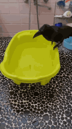 Crow Bath Bird GIF