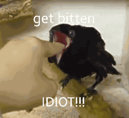 Crow Bite Crow Cute GIF