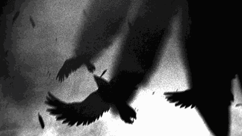 Crow Black GIF