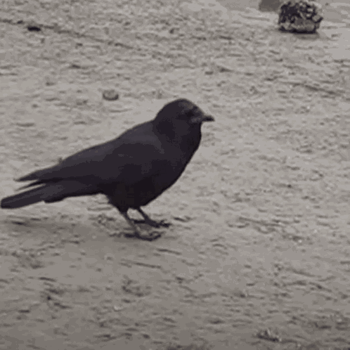 Crow Cool Woo GIF