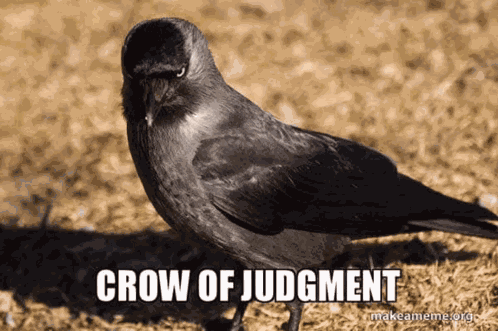 Crow Of Judgement Judging You GIF