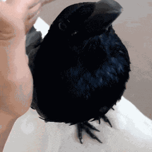 Crow Raven GIF