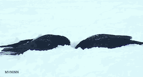 Crow Snow GIF