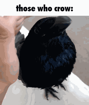Crow Those Who Know GIF