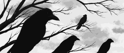 Crows GIF