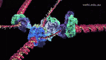 Cry About It Dna Replication GIF