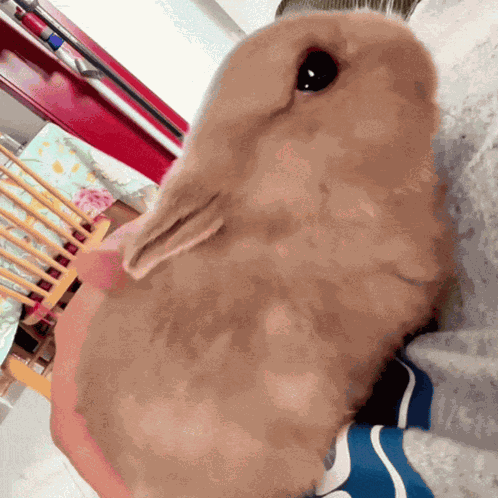 Crying Bunny Cryingbunny GIF