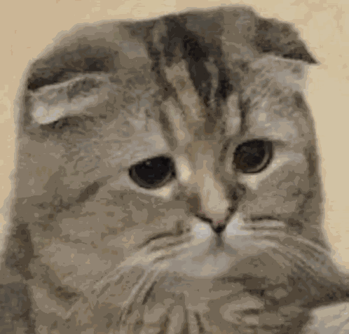 Crying Cat Chat Qui Pleure GIF