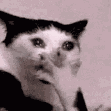 Crying Cat GIF