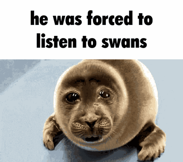 Crying Seal Swans GIF