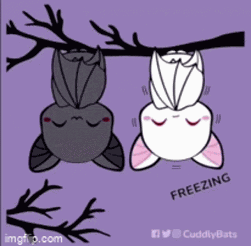 Cuddly Bats GIF