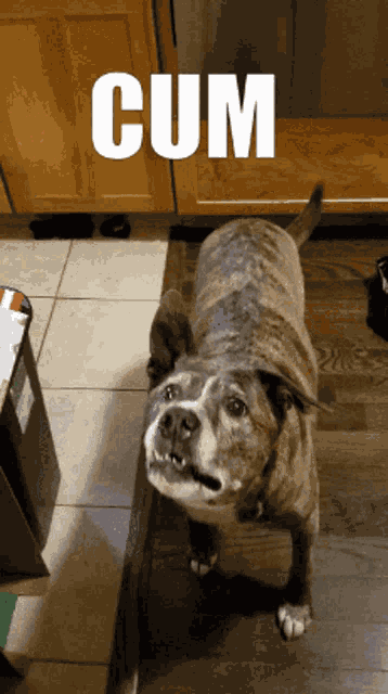 Cum Dog GIF