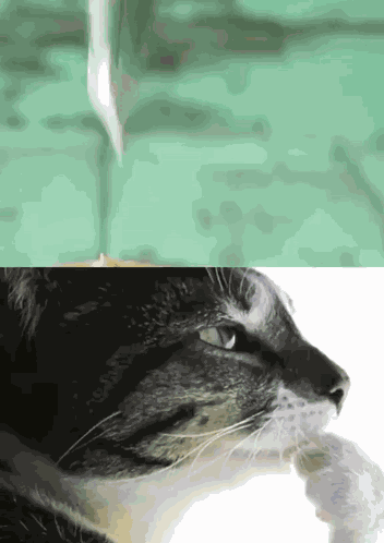 Cupcake Frosting Cat GIF