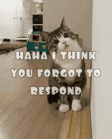 Curious Cat GIF