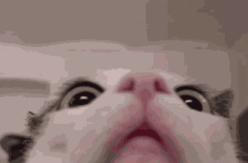 Curious Cat Lol GIF