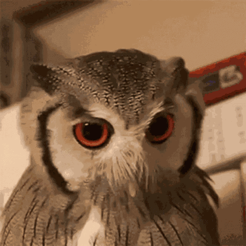Curuja GIF