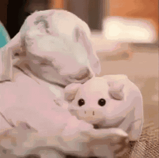 Cute Animals Goat GIF