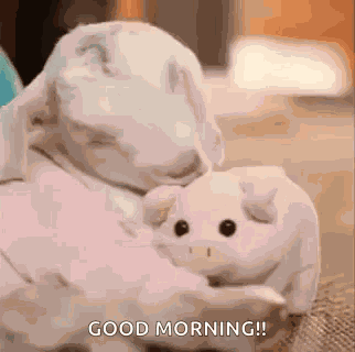 Cute Animals Goat GIF