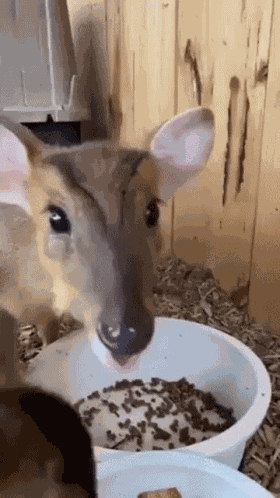 Cute Animals GIF