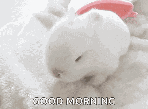 Cute Baby Bunny Bunny GIF
