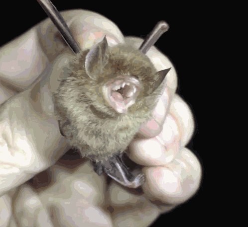 Cute Bats Angry GIF