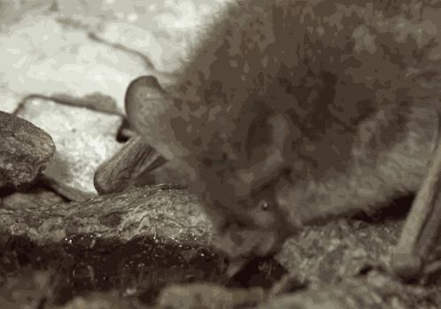 Cute Bats Chiroptera GIF