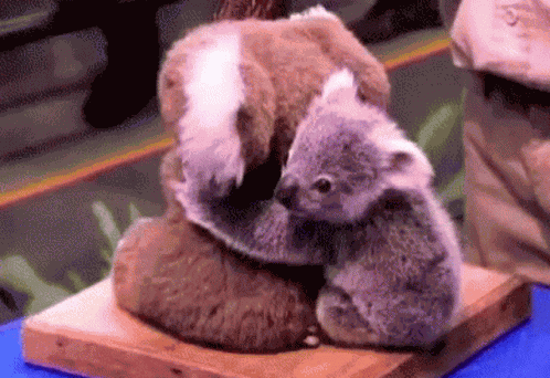 Cute Bear Baby Animals GIF