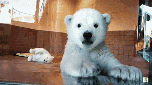 Cute Bear GIF