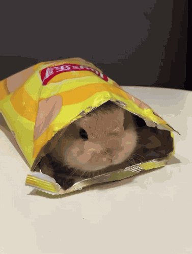 Cute Bunny GIF