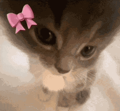 Cute Cat Aww Meme