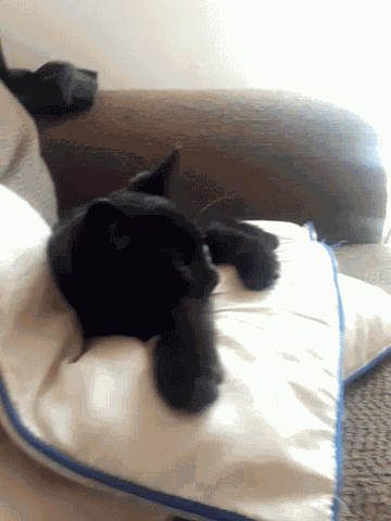 Cute Cat GIF