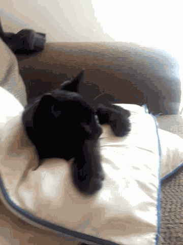 Cute Cat GIF