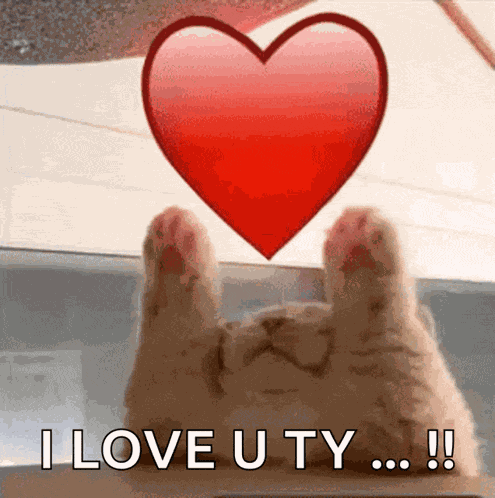 Cute Cat Love GIF