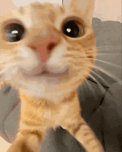 Cute Cat Meme
