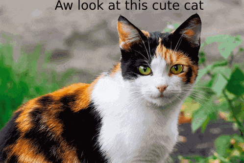 Cute Cat Meme
