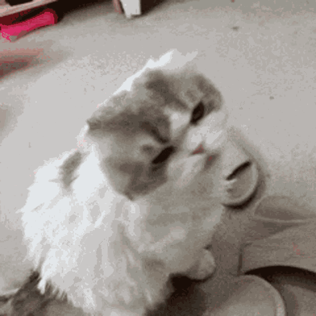 Cute Cat GIF
